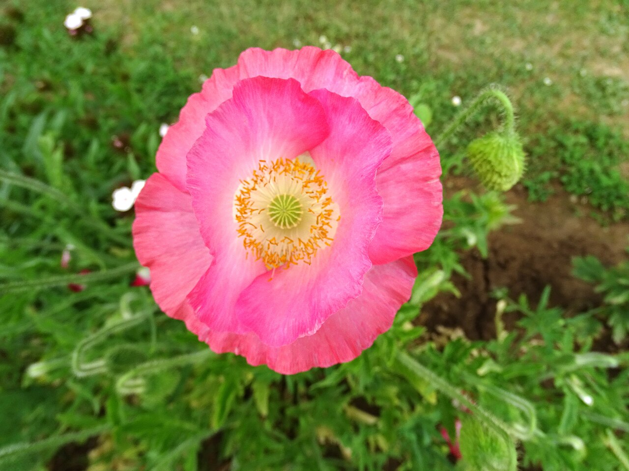 Spring flowers in Nishat Garden