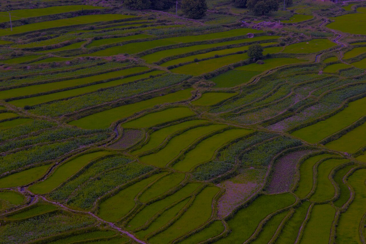 Terraced green fields against mountain backdrop in Kashmir