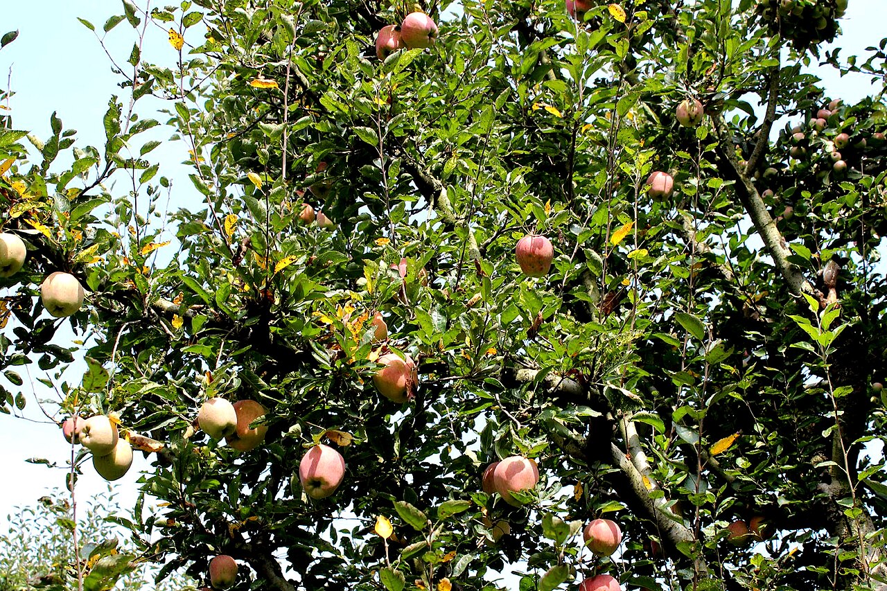 Red apples hanging on branches in a South Kashmir orchard
