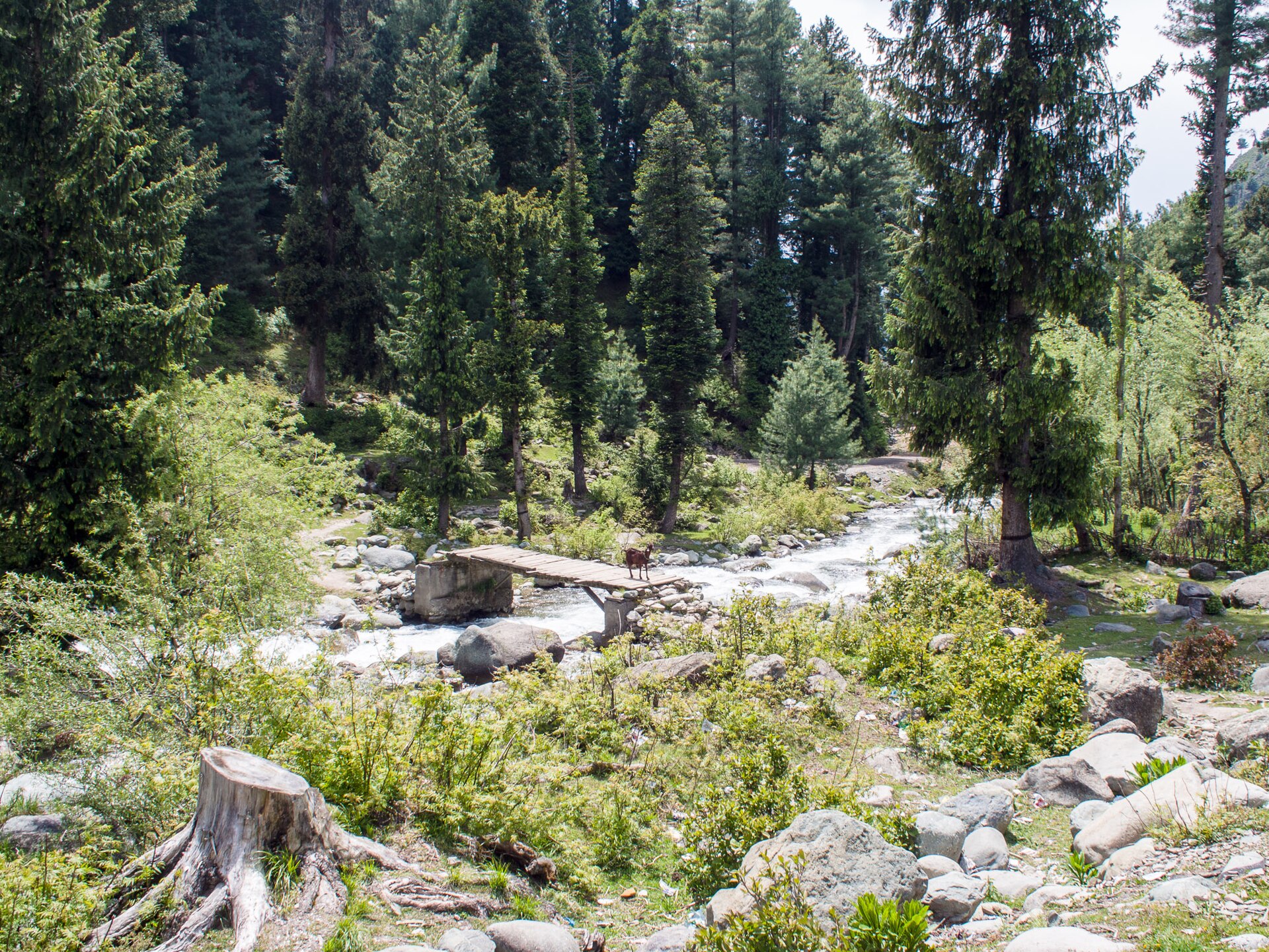 Walking path winding through pine forest in Daksum