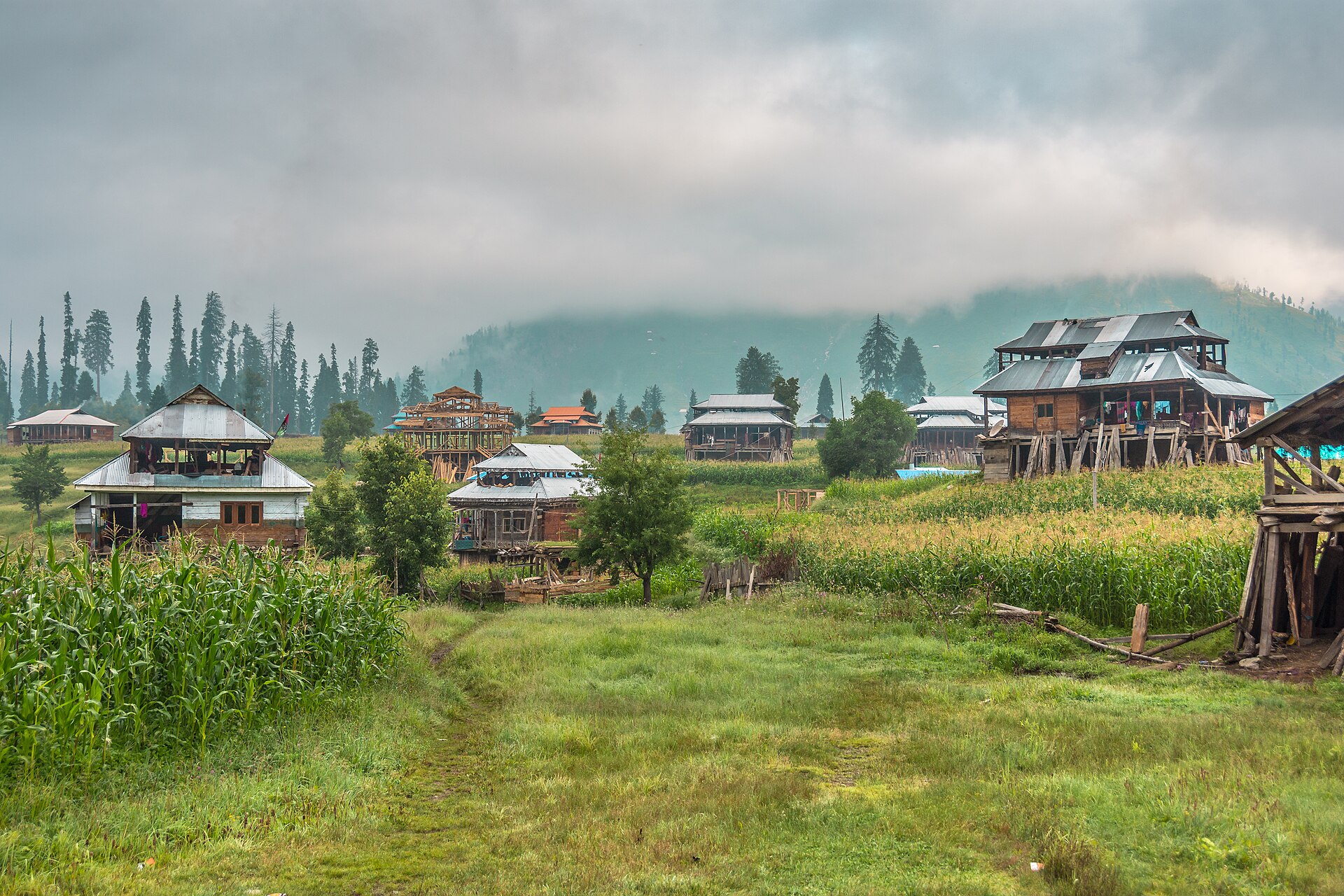 Spring flowers blooming in the Kashmir valley