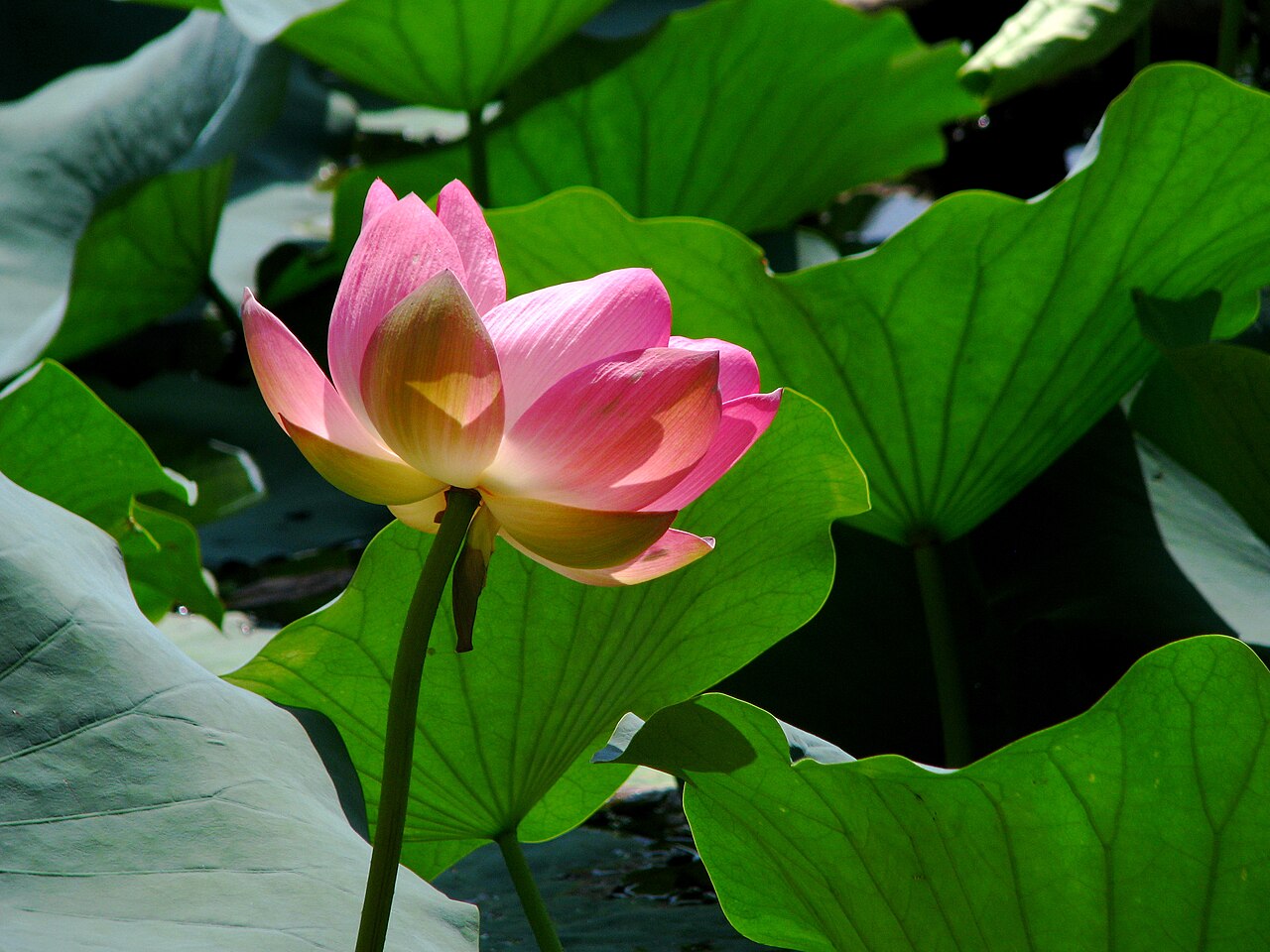 Lotus flowers blooming on Dal Lake