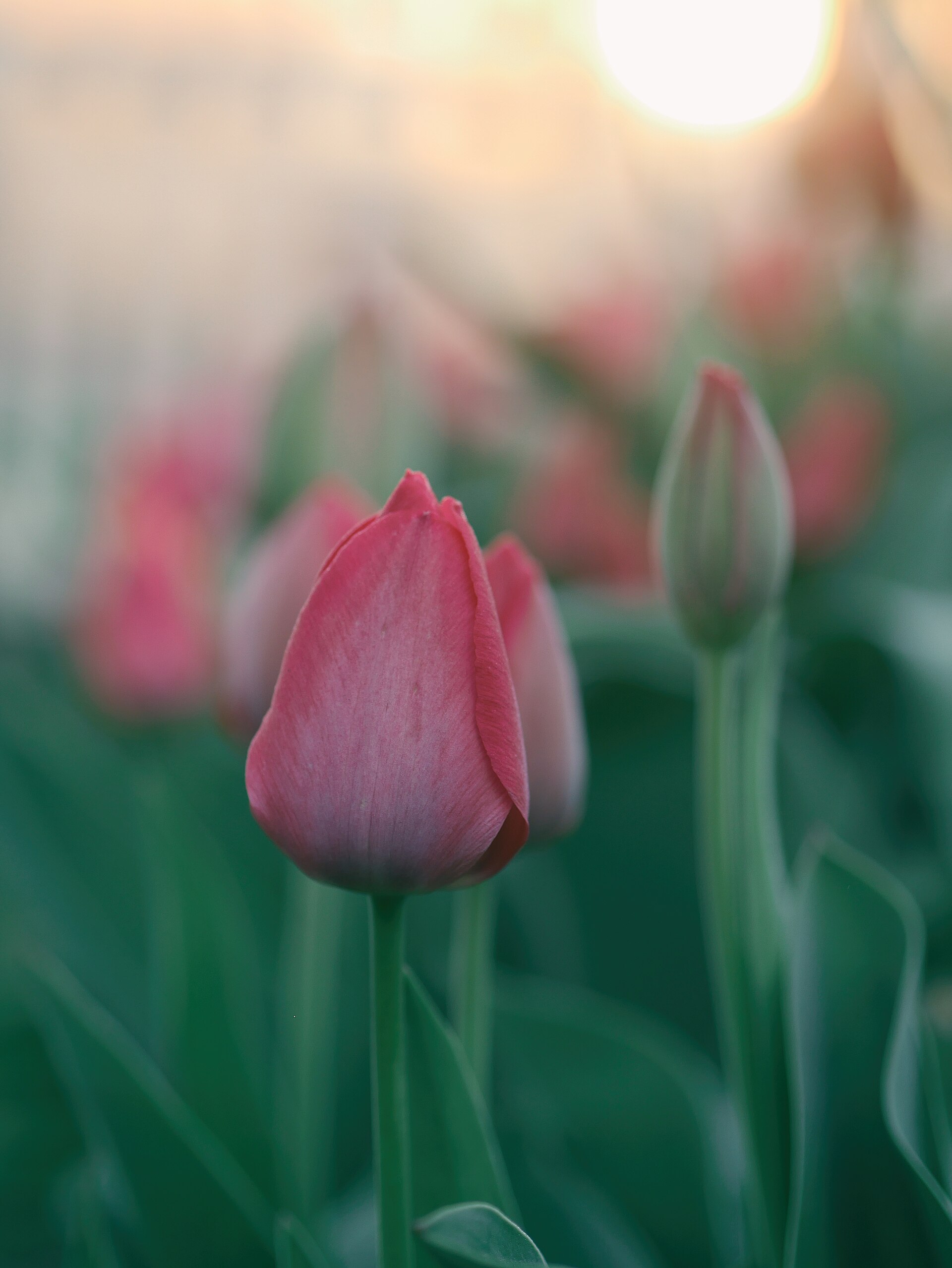 Full fields of tulips in the Srinagar garden.