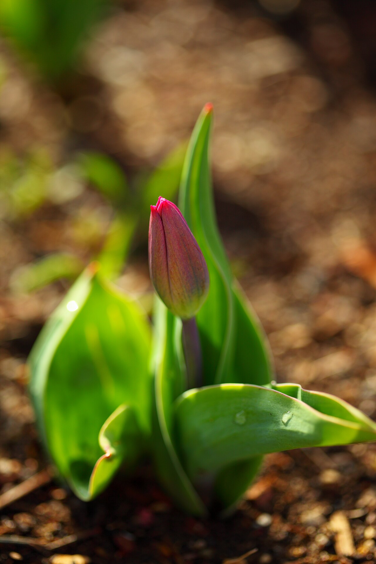 Young tulip buds emerging in early March.