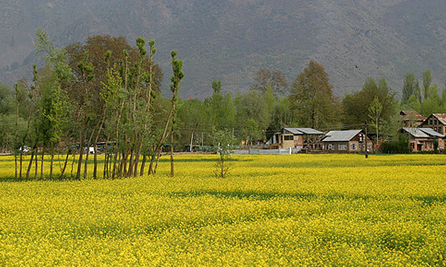 A wide landscape shot of Srinagar in spring