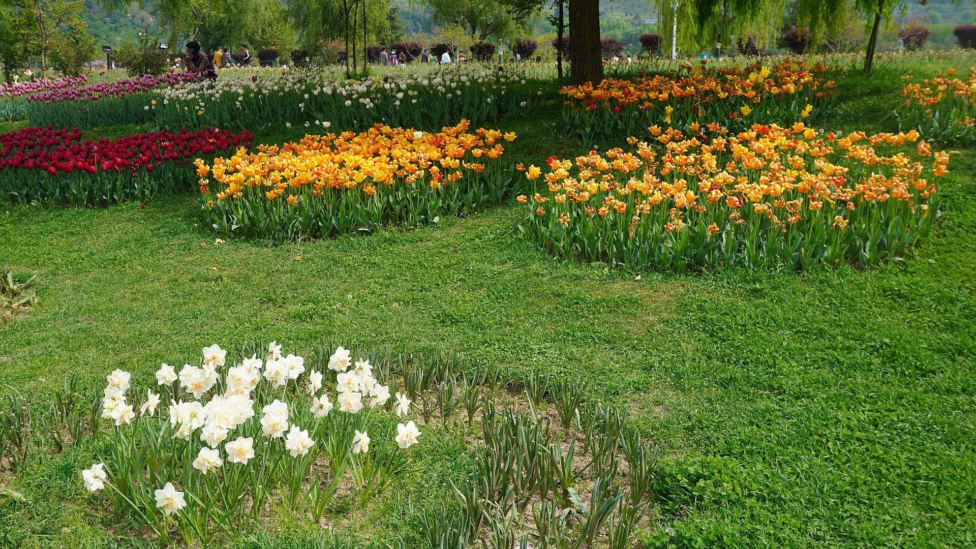 Close up of tulips at the peak of the season