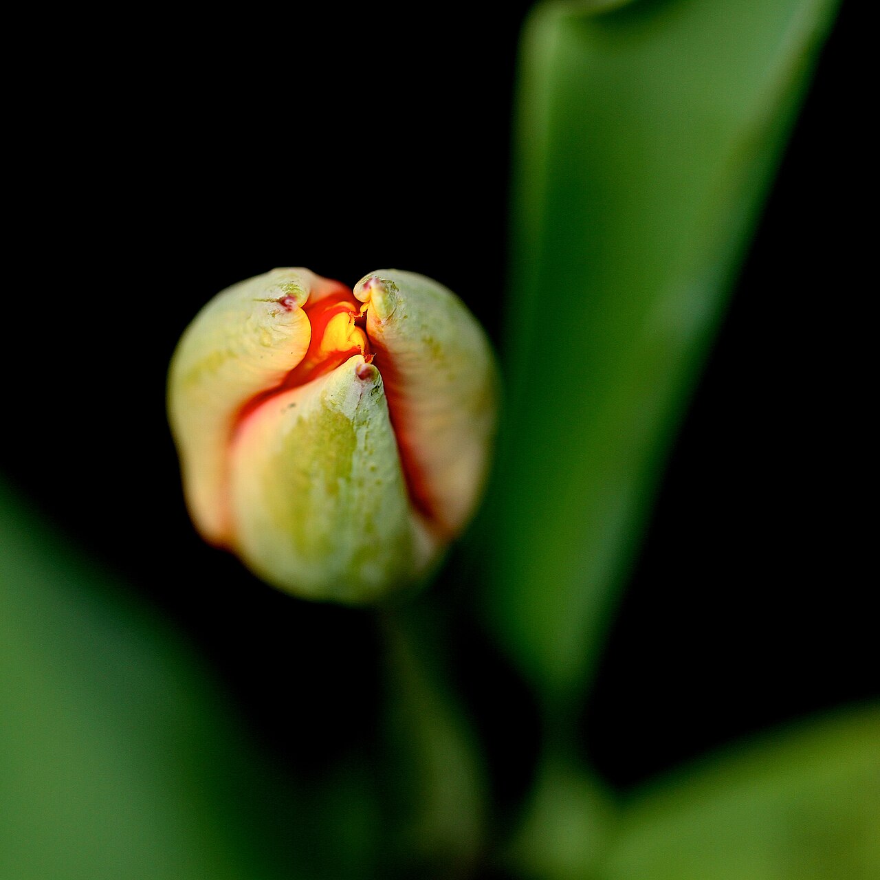 Green tulip buds starting to sprout in the garden