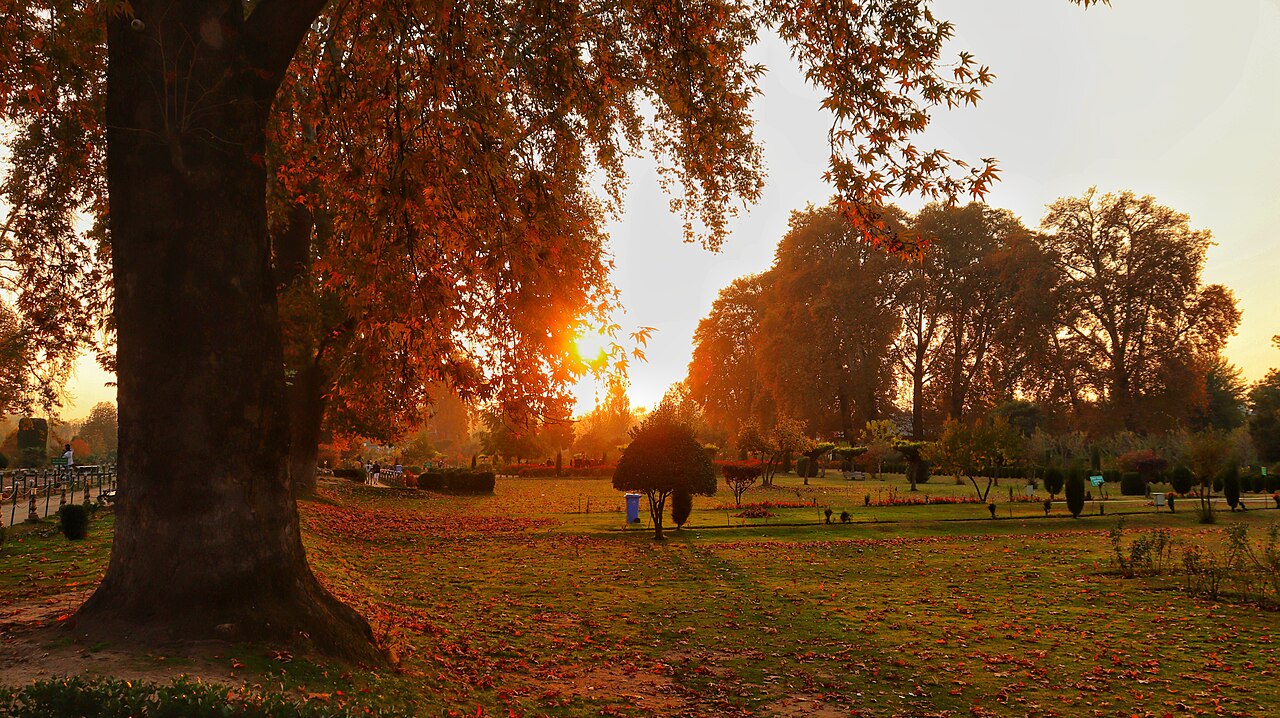 Mughal Gardens — Autumn Gold and Chinar Leaves: September to November