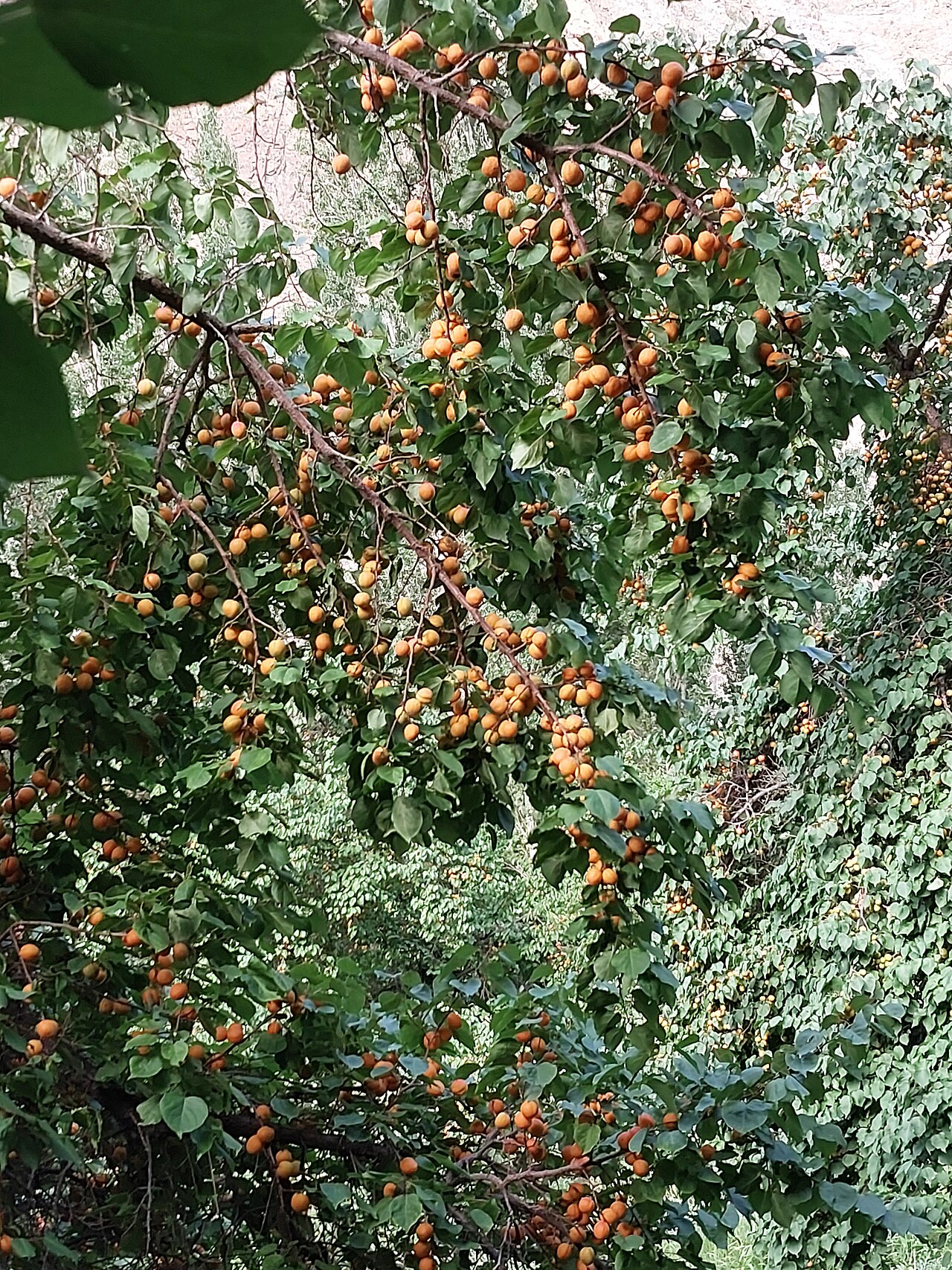Apricots drying on a roof in the sun