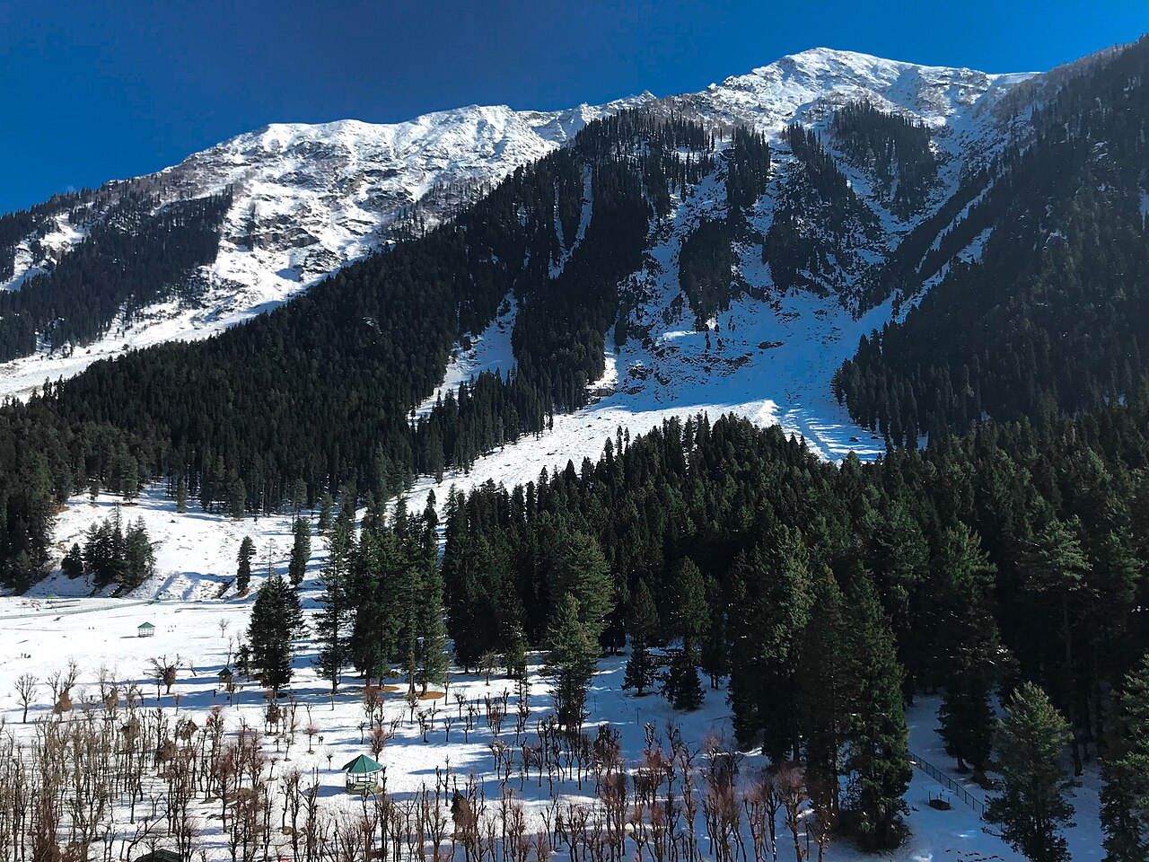 Winter landscape with snow-laden pine branches