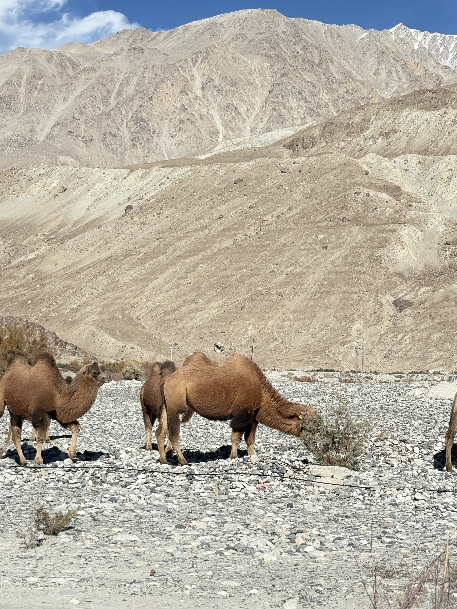 Vast desert landscape in Ladakh under clear blue sky