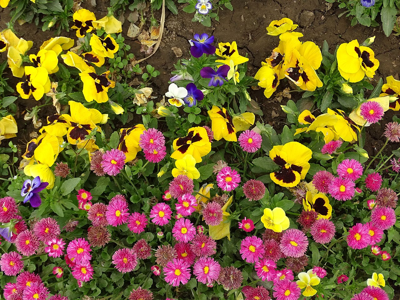Mughal gardens in spring
