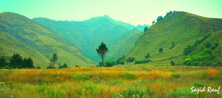 Pine trees and steep mountain slopes covered in morning mist