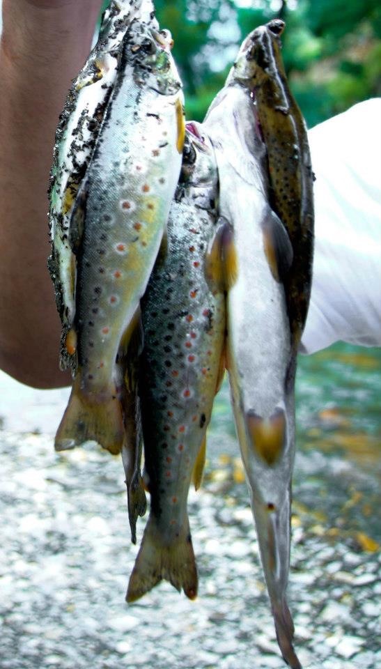 An angler fishing in a mountain river
