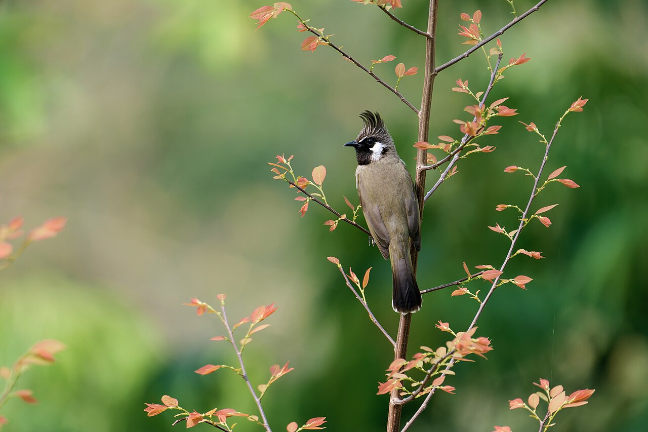 A rare bird in the Himalayan forests