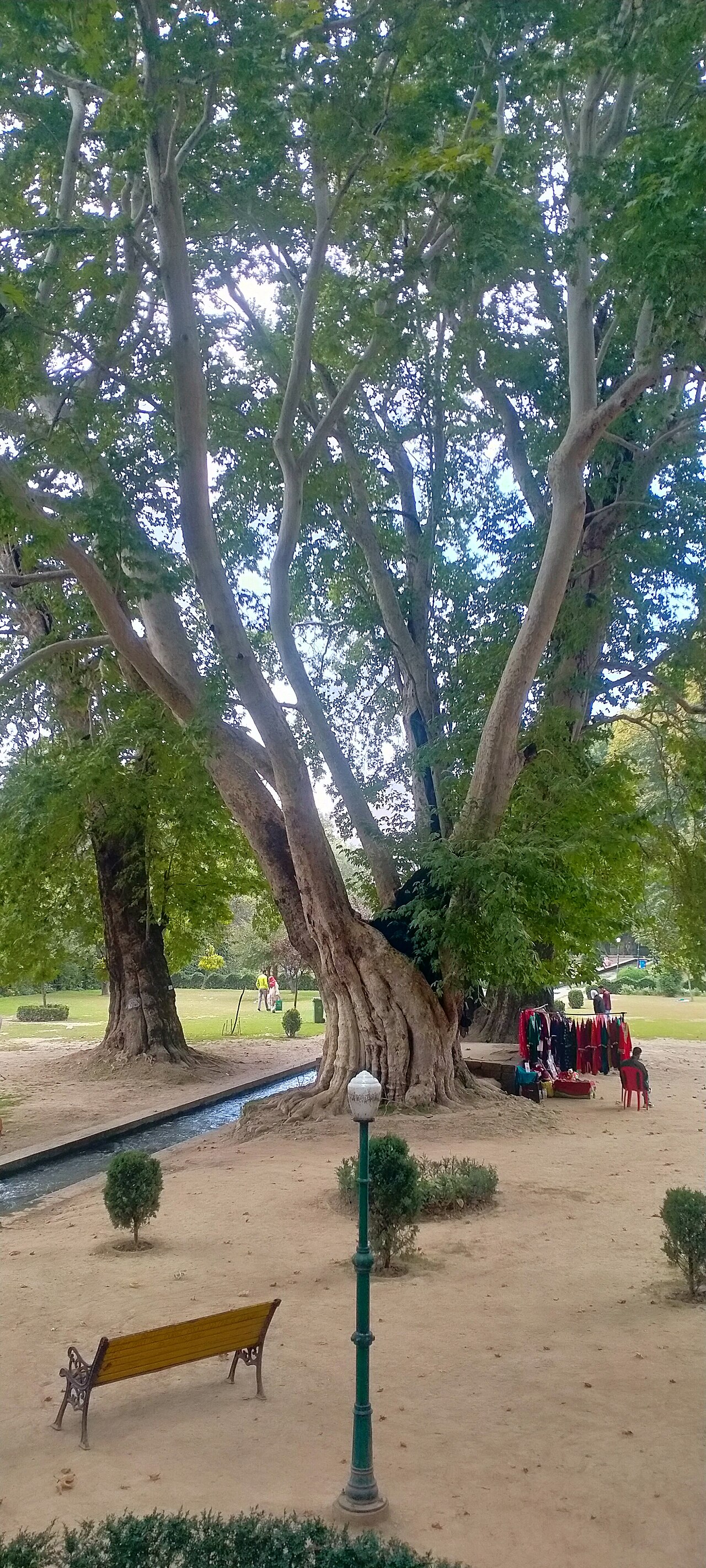Chinar trees reflecting in the water channel.