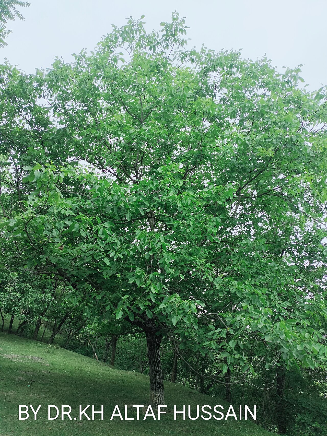 Walnut harvesting in a Kashmiri orchard