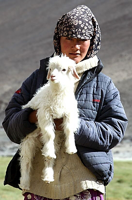Traditional black wool tent of Changpa nomads