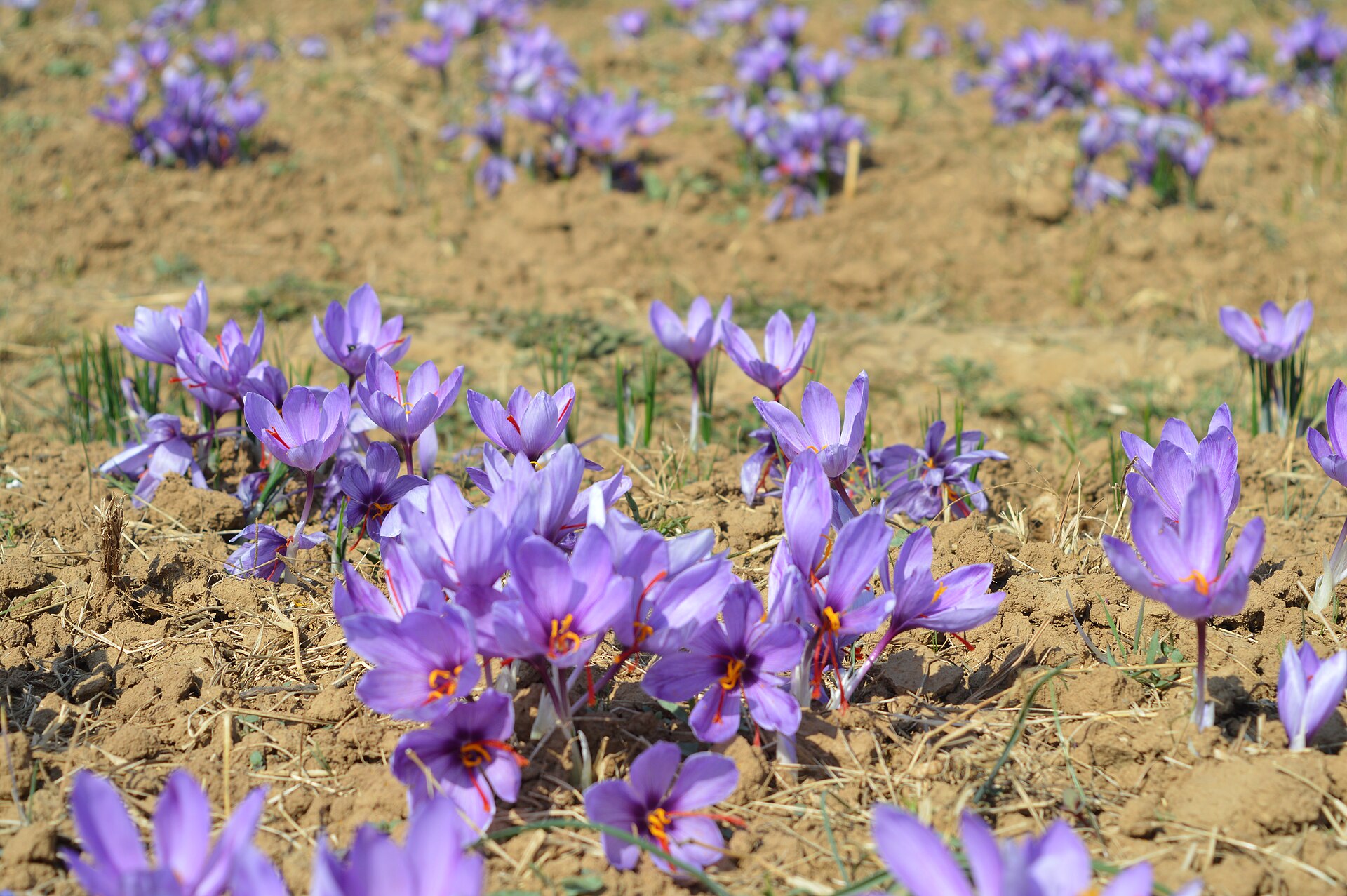 Aerial view of the purple saffron fields near the road.
