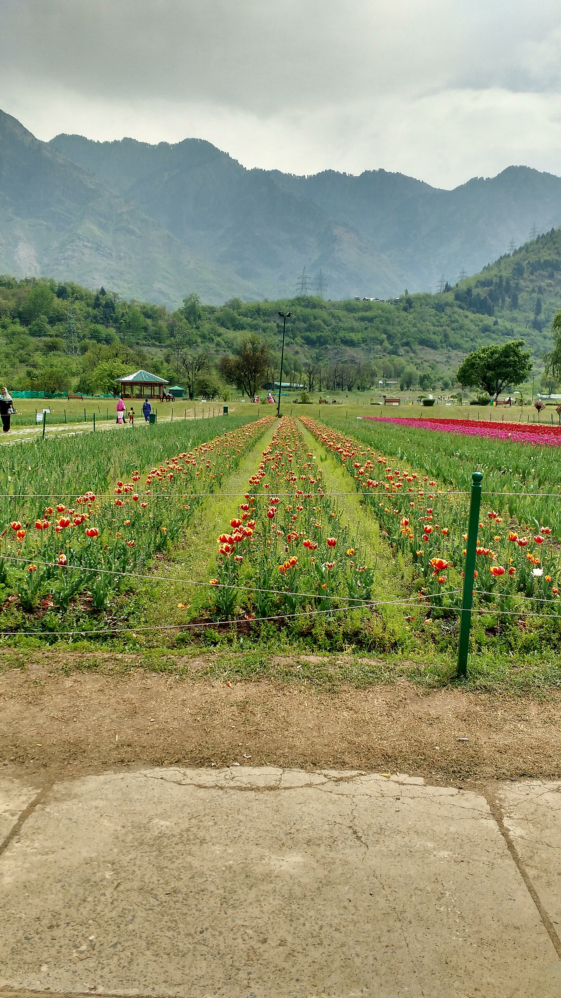 Macro view of colorful tulip rows in the Indira Gandhi Tulip Garden.