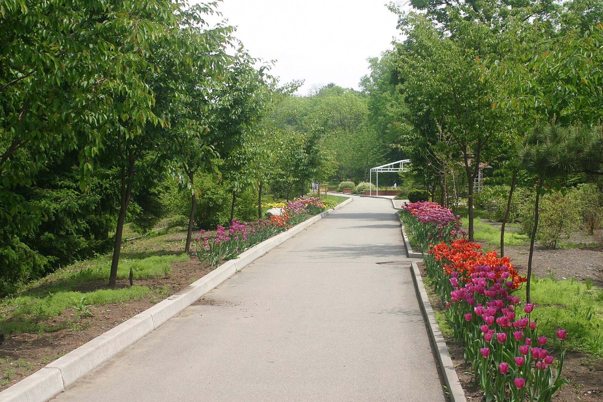 Empty paved path in the Indira Gandhi Tulip Garden.