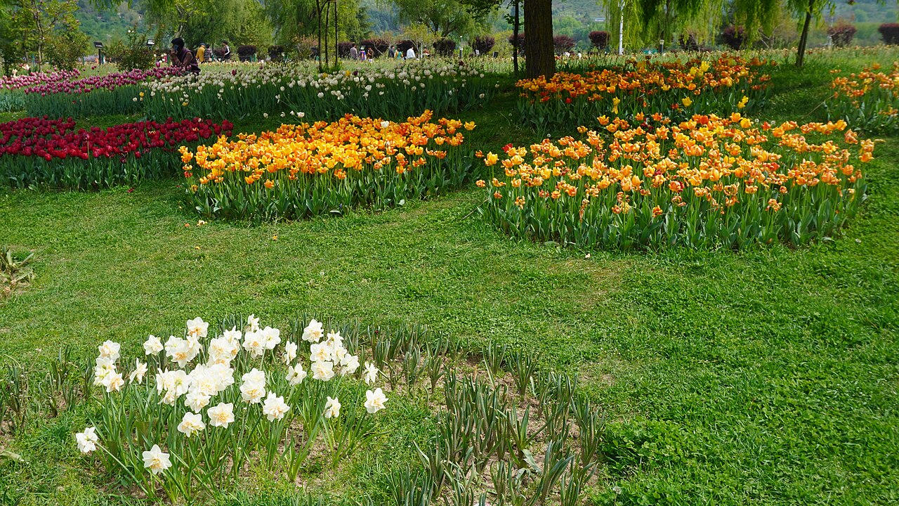 Indira Gandhi Tulip Garden — Architectural Layout and Terraced Design