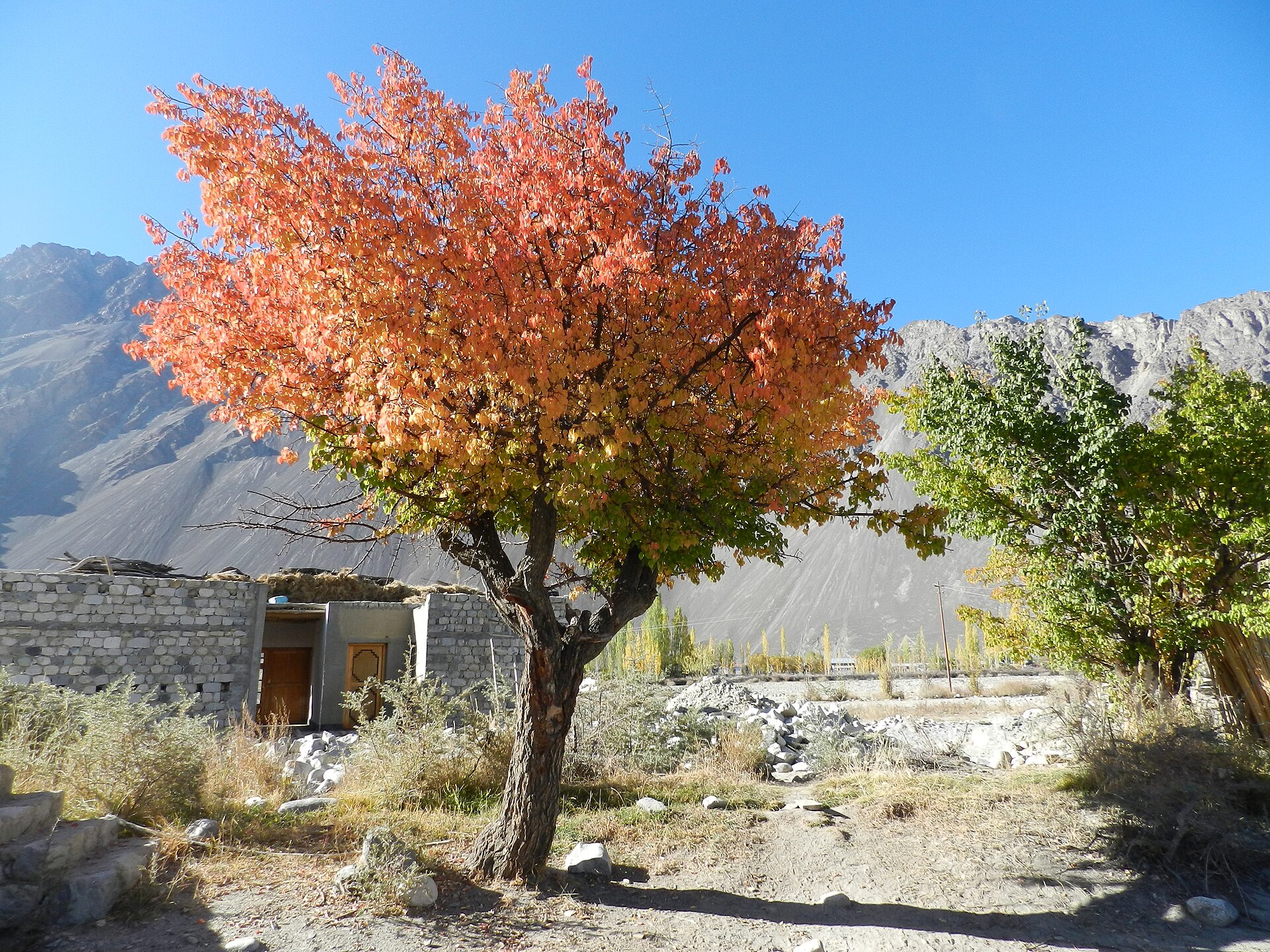 Golden autumn poplar trees against barren mountains in Ladakh