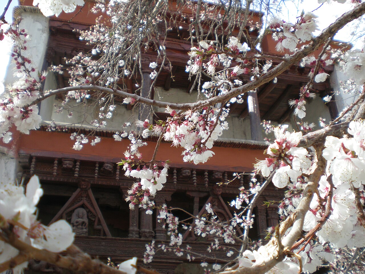 Pink apricot blossoms blooming against dry brown valley slopes