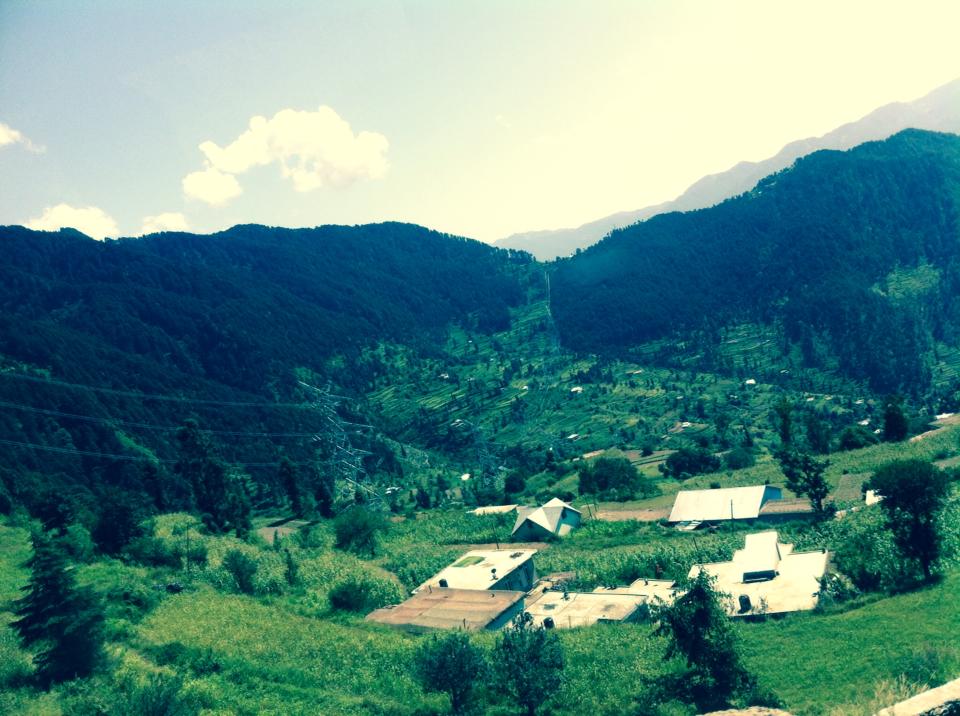 Tall pine trees in the Patnitop forest