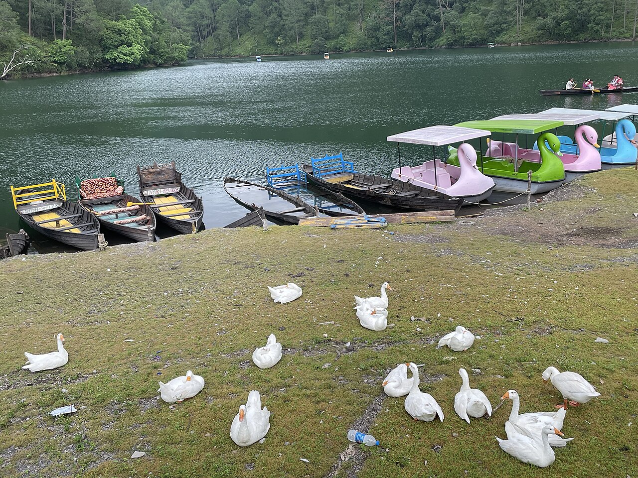 Birds on the water surface