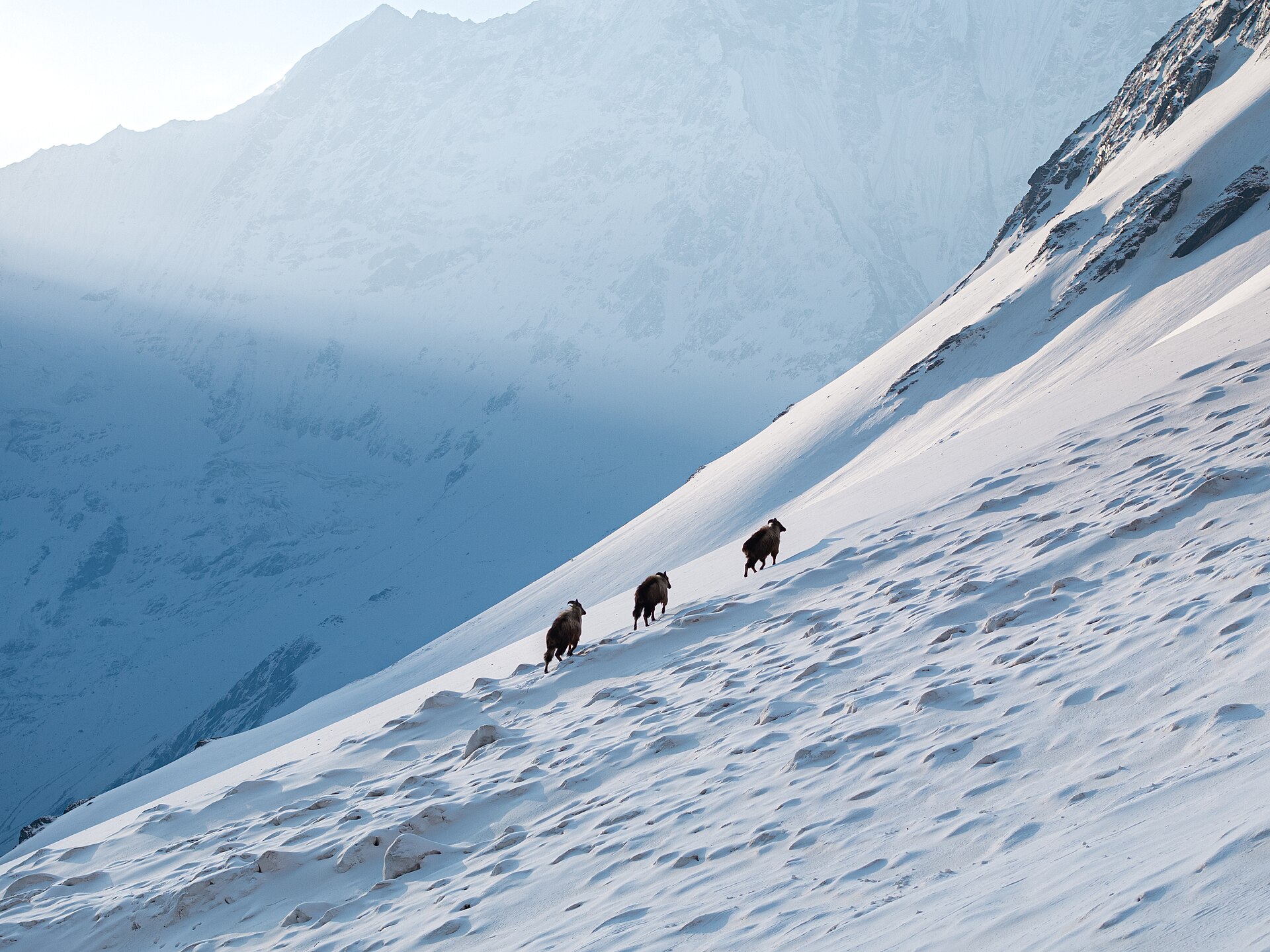Panoramic view of Himalayan mountains from a ridge