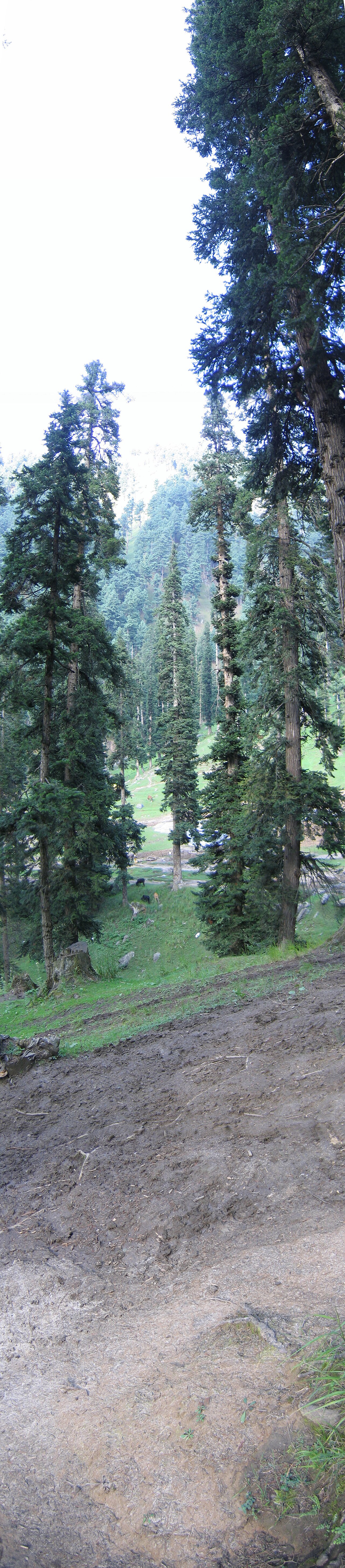 People trekking towards Baisaran meadow