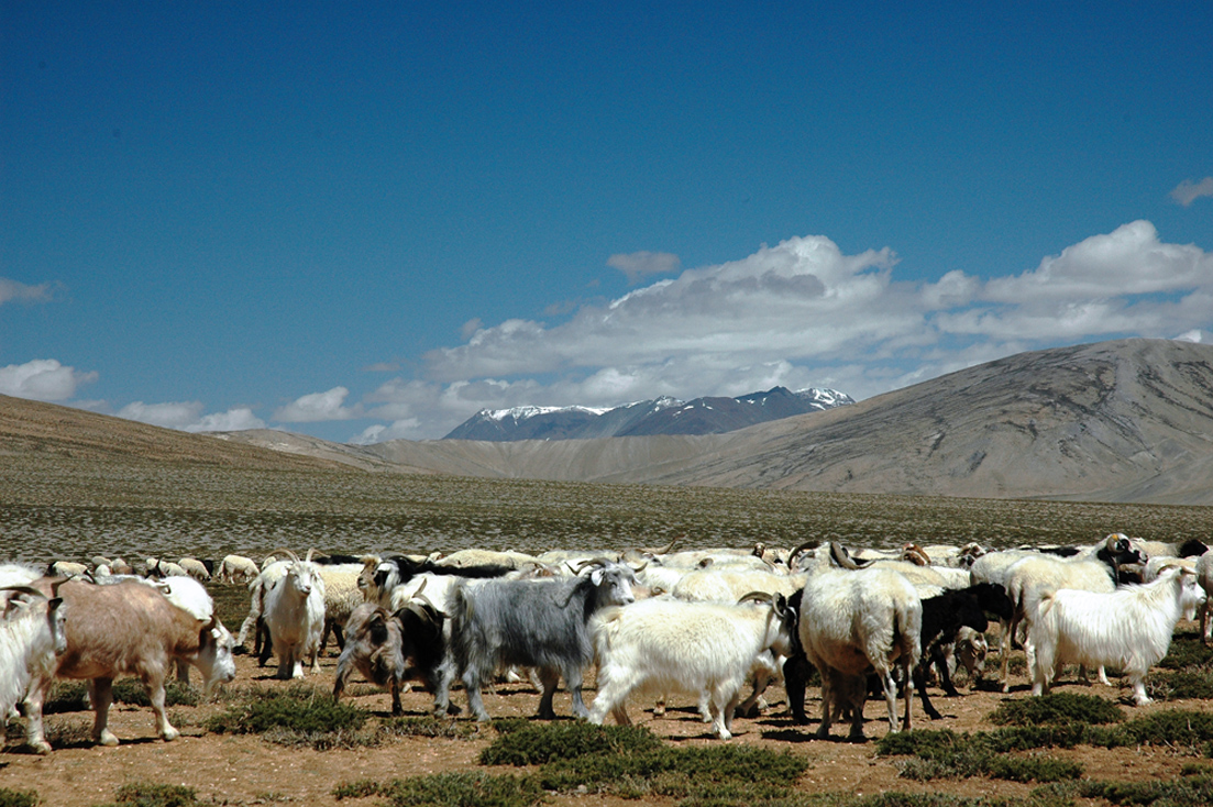 A sunny, open road through the mountains of Ladakh