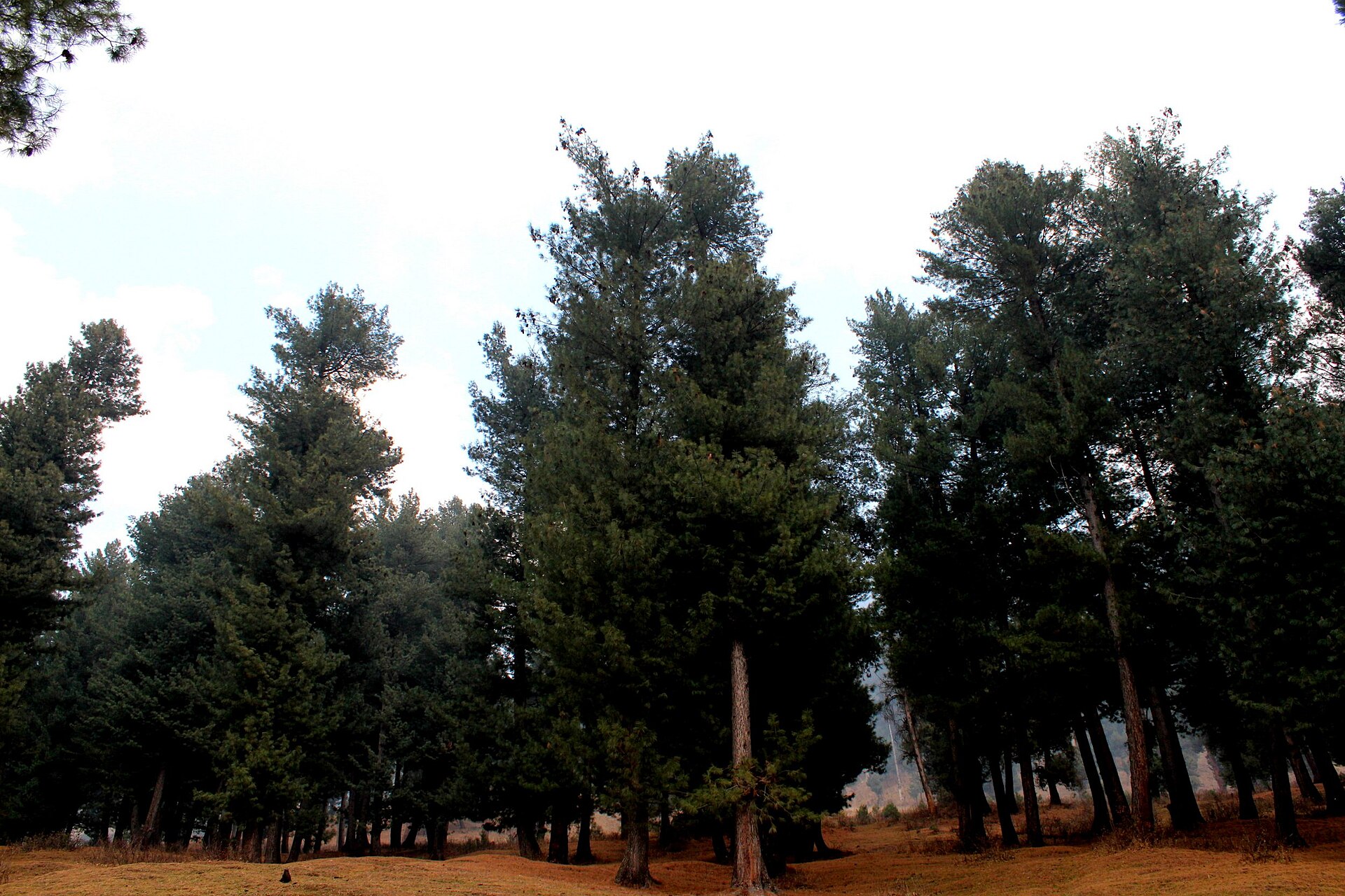Pine trees and river running through Pahalgam valley