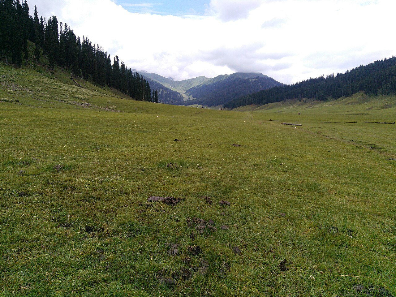 Dense pine forest in Lolab Valley Kashmir