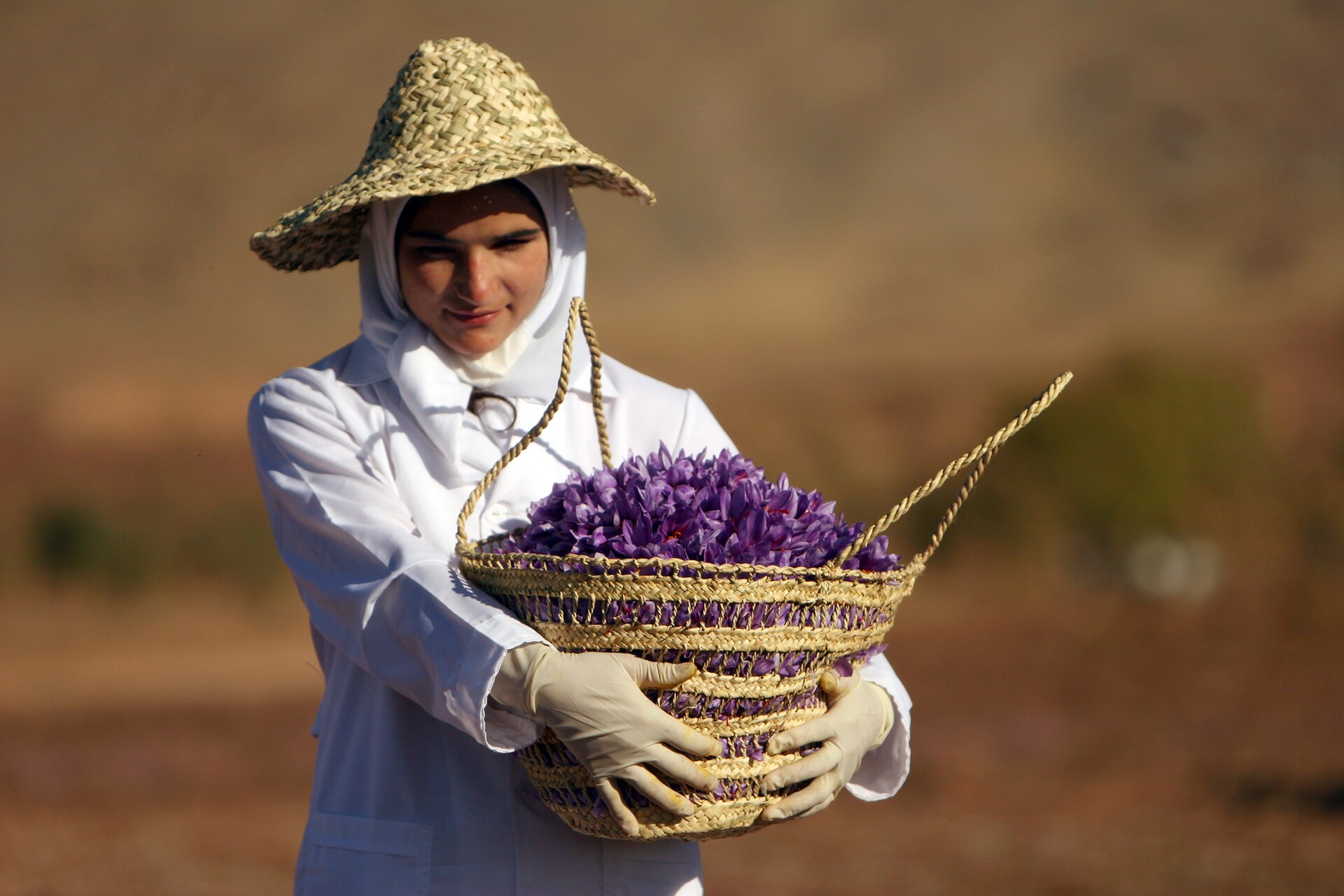 Traditional wicker baskets filled with harvested saffron flowers.
