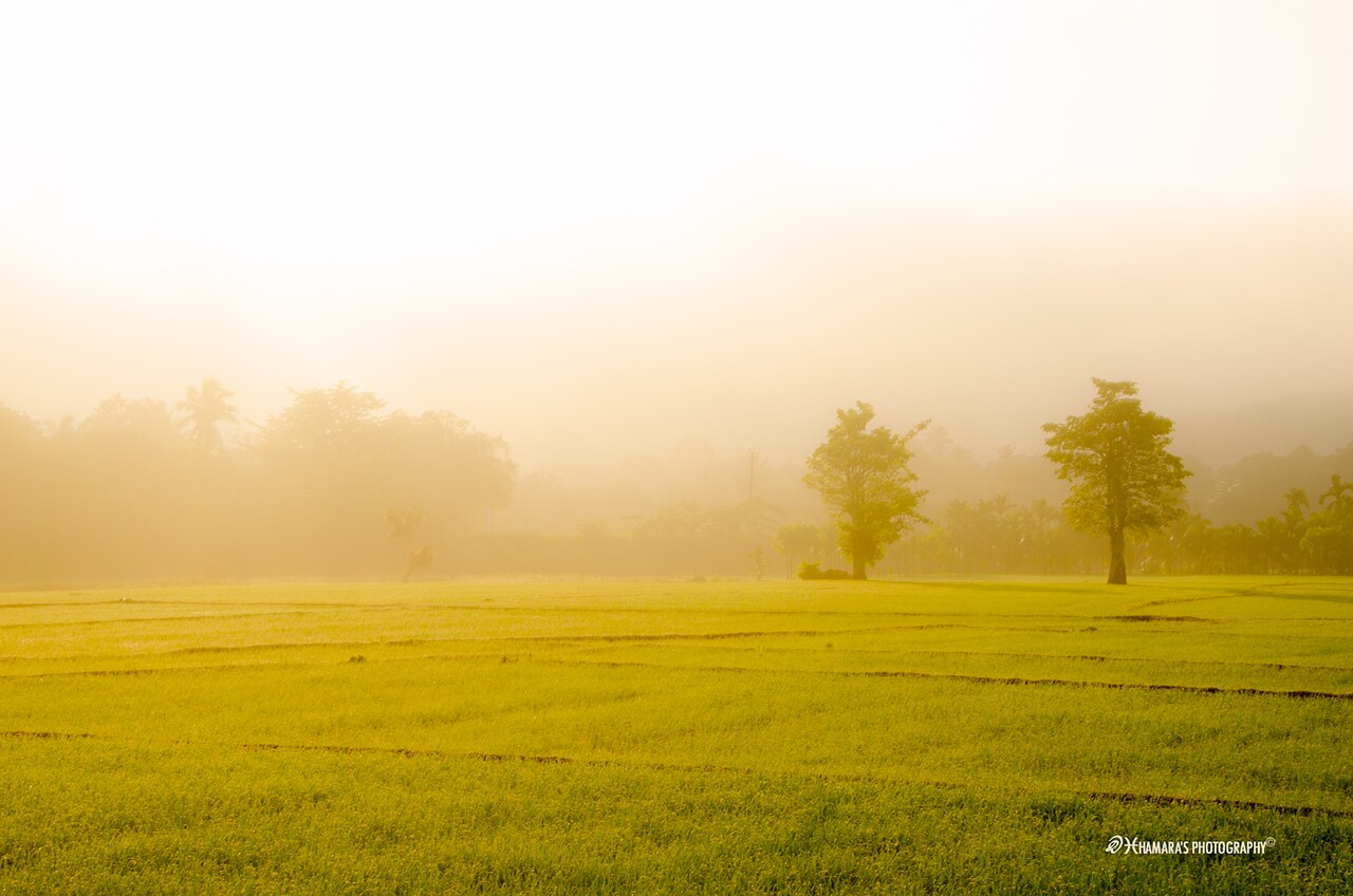 Morning light hitting a field of purple saffron flowers.