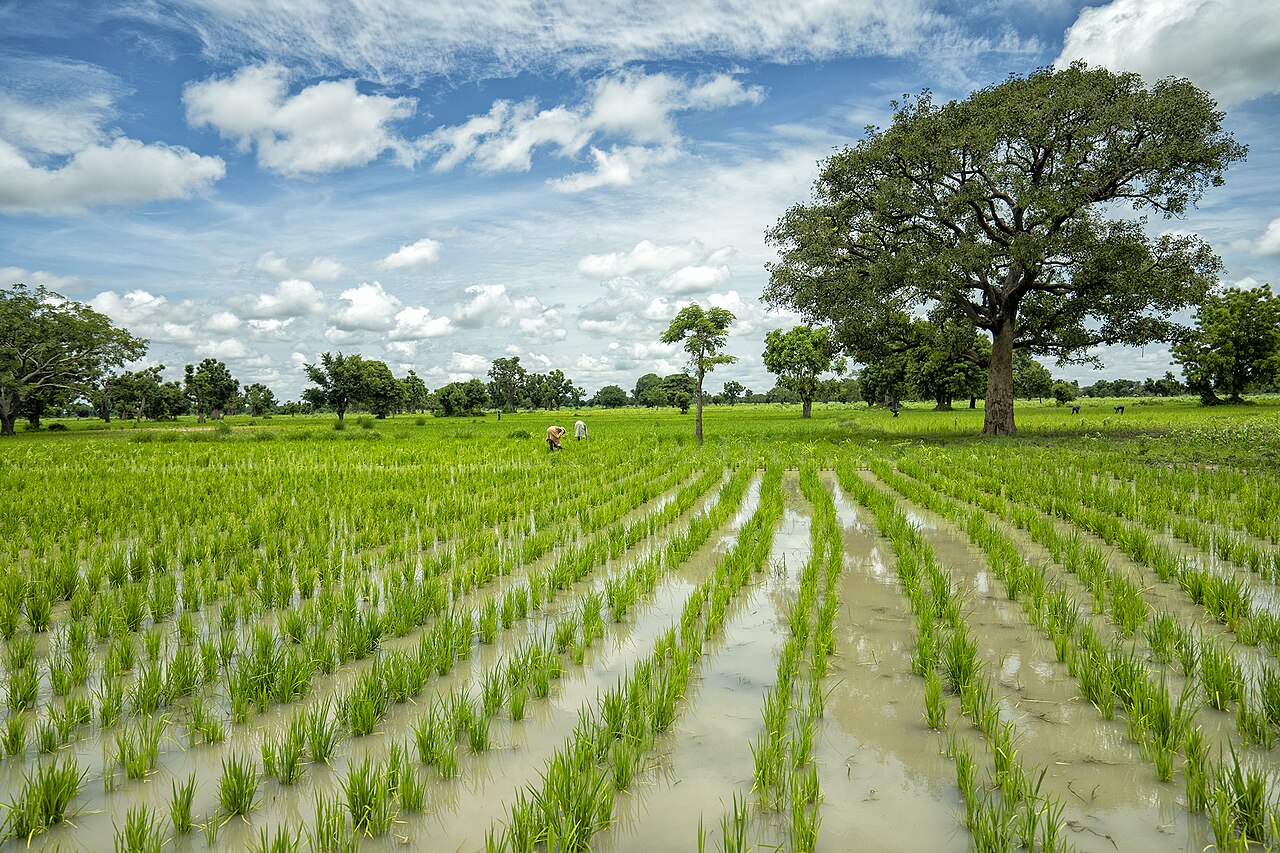 A farmer working the land in Pampore