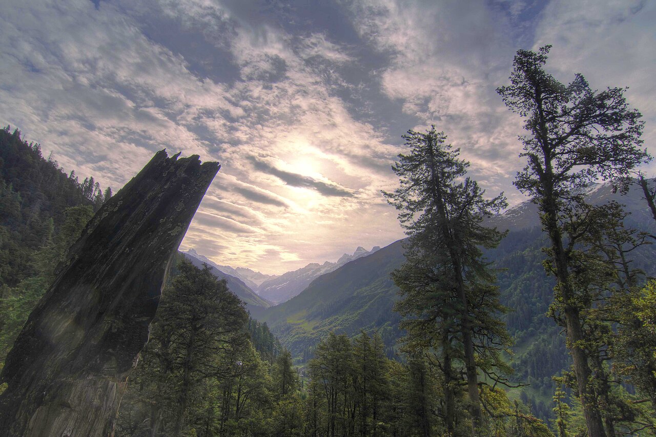 Dense Himalayan pine forest along a mountain walking trail