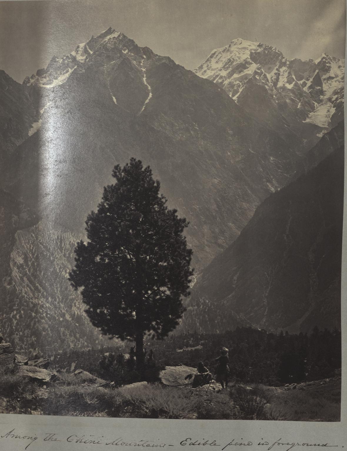 Quiet dirt path winding through tall pine trees in Jammu