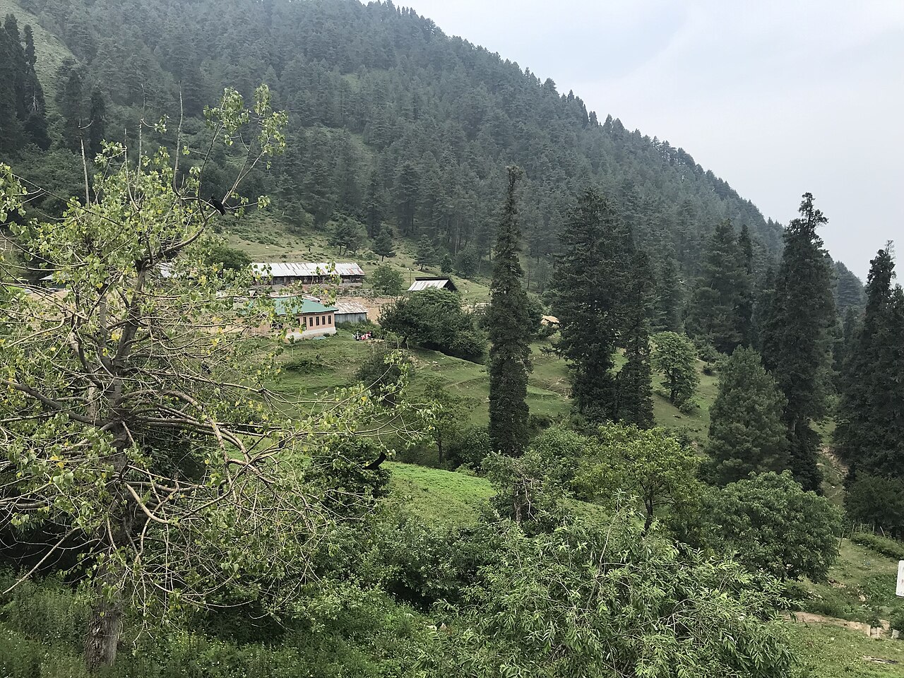 Dense trees surrounding the lake