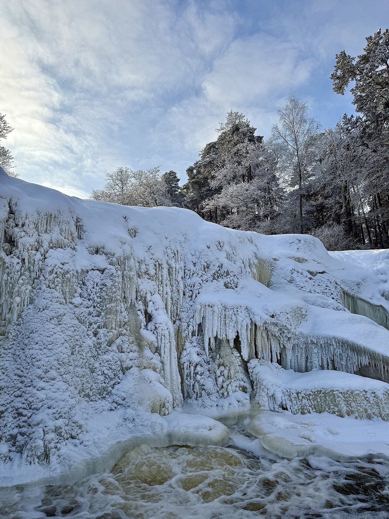 Snow-covered pine trees in the Kashmir mountains