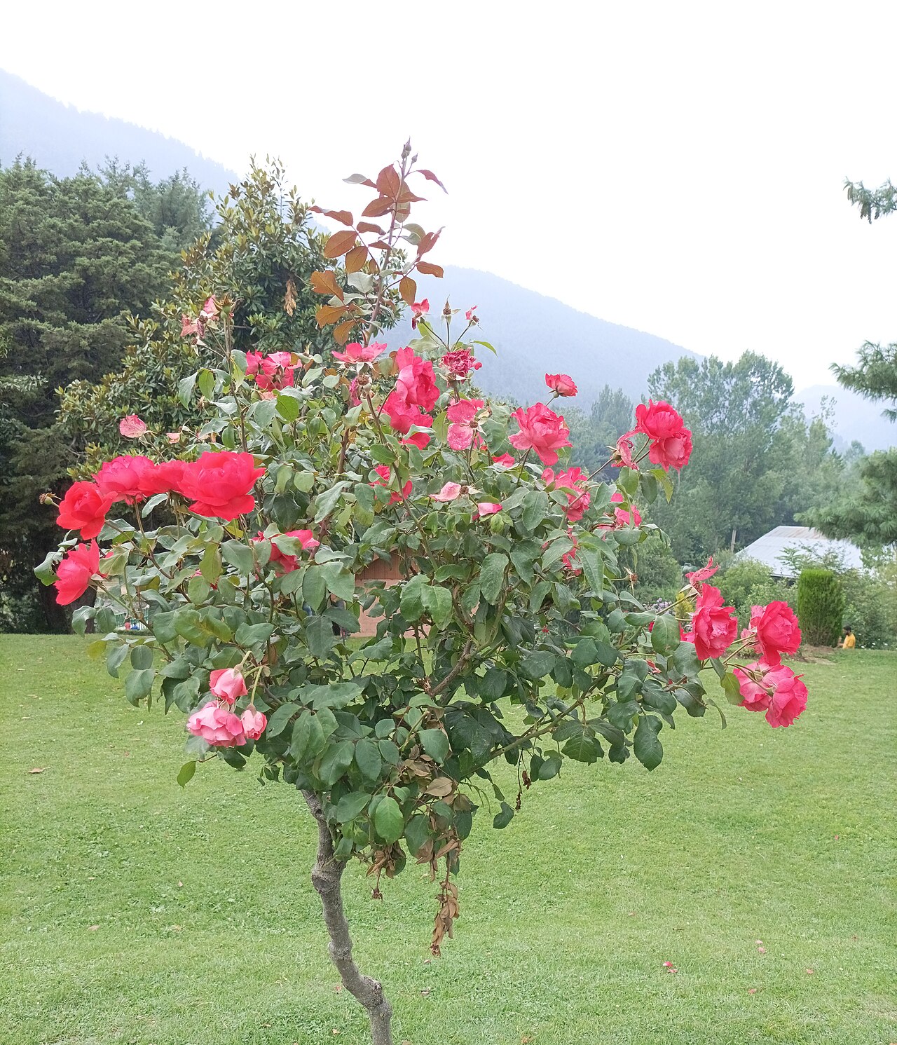 Detailed shot of garden roses in bloom during summer