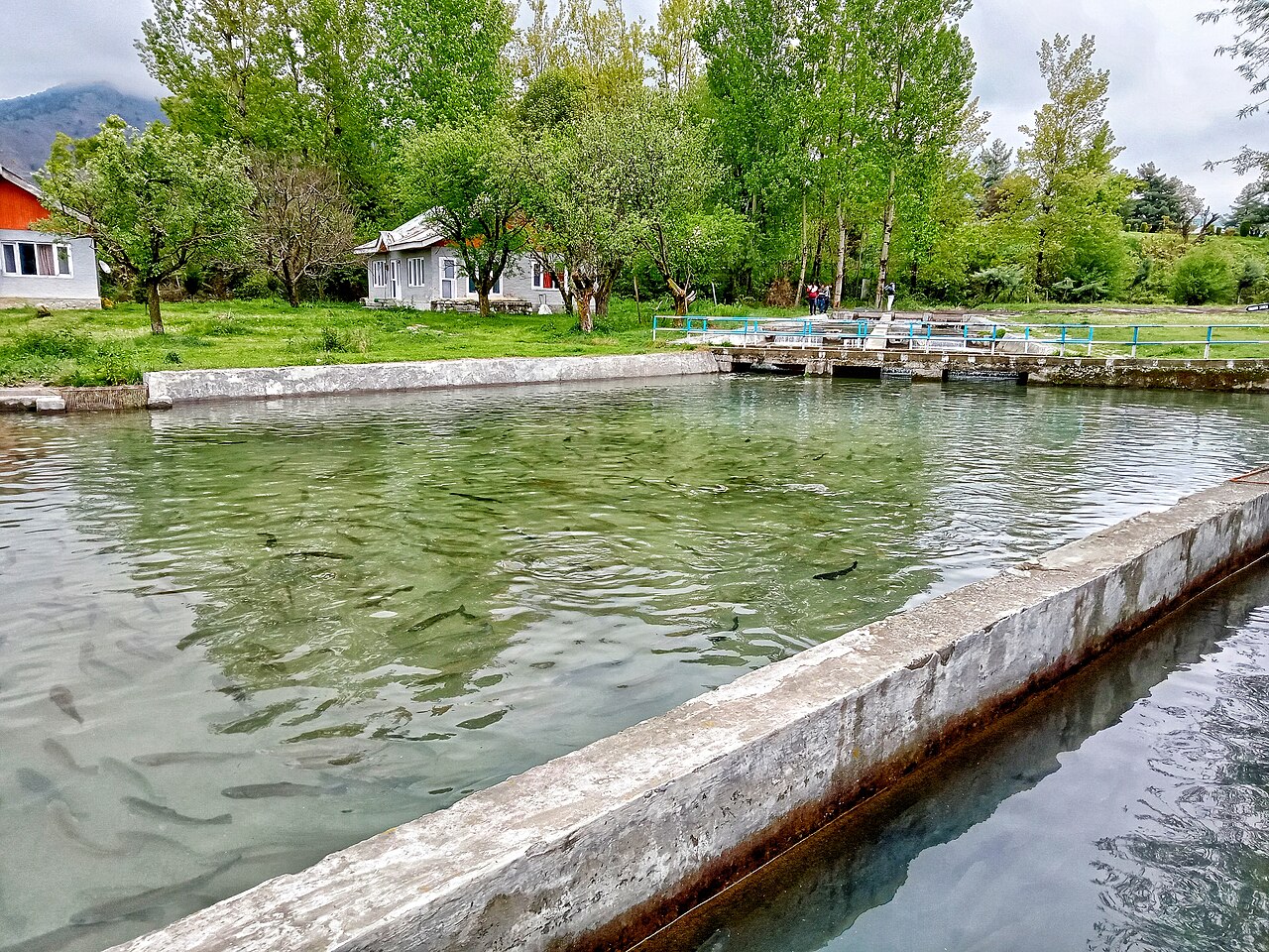 Trout raceways at the government fish farm in Kokernag
