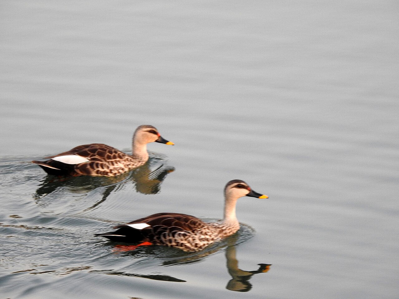 Flocks of migratory birds flying over Wular Lake