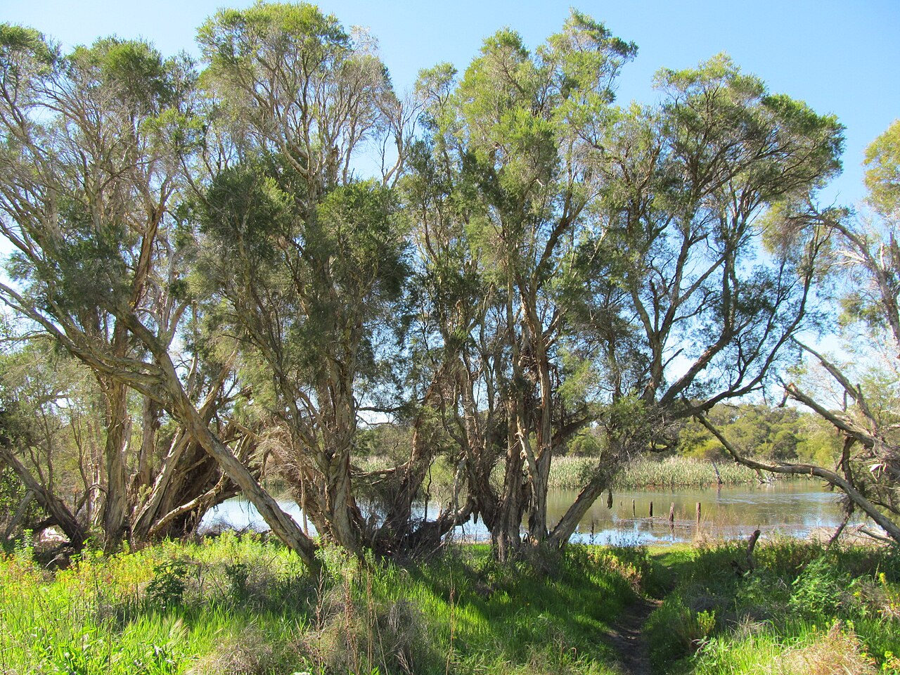 Dense willow trees and aquatic plants at the edge of the lake