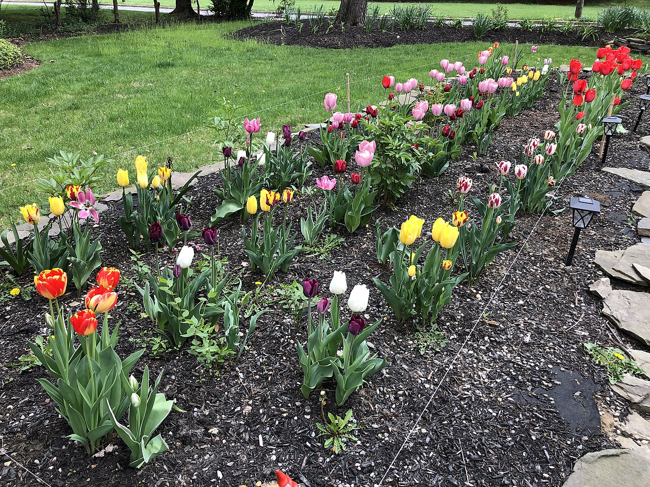 Tulip beds stretching toward the mountains