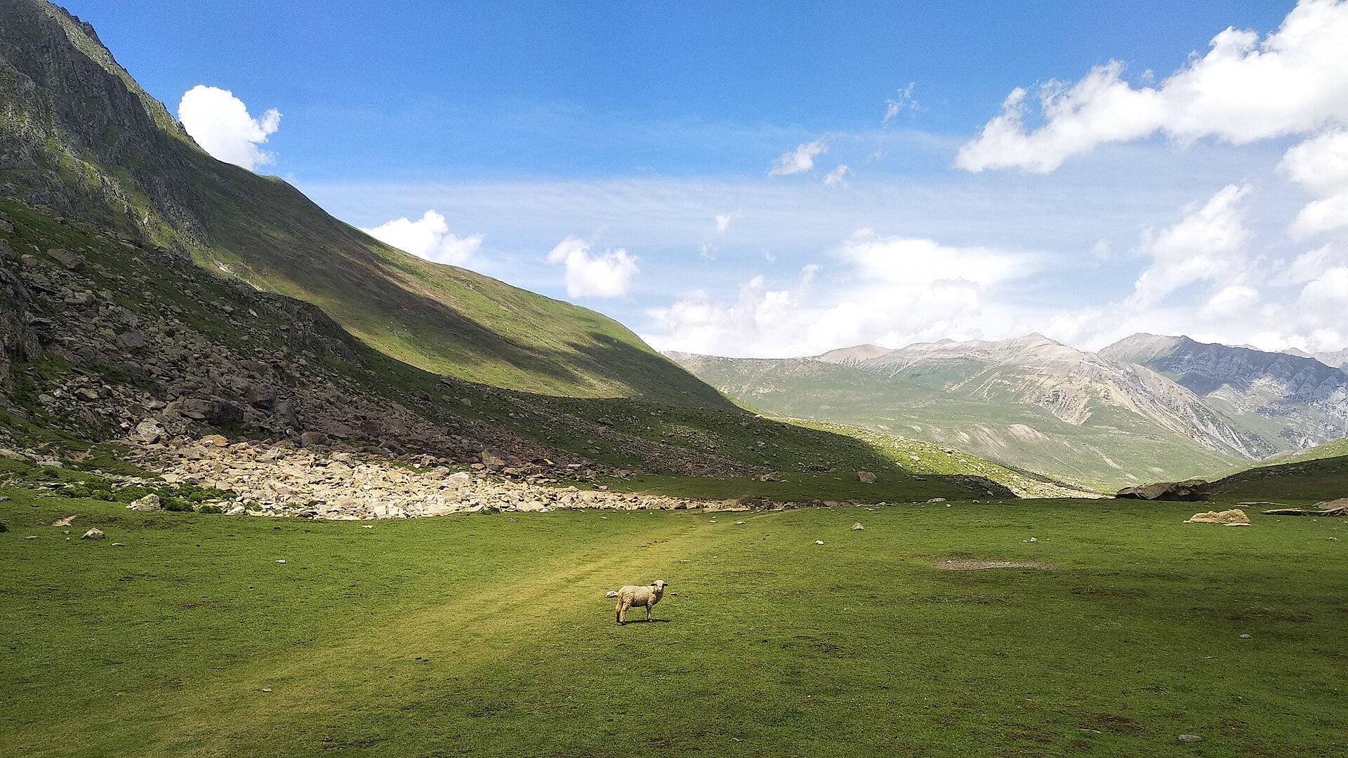 Vibrant green alpine meadow with distant mountains