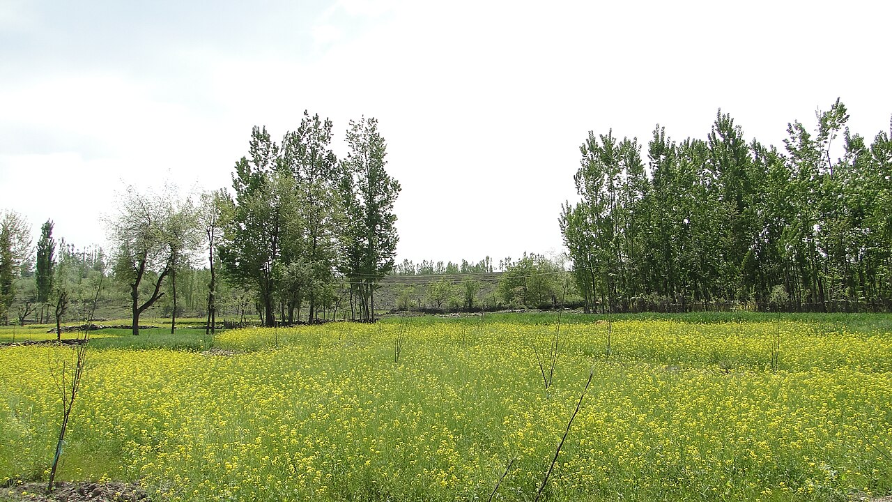 Doodhpathri — The Allure of Open Alpine Expanses