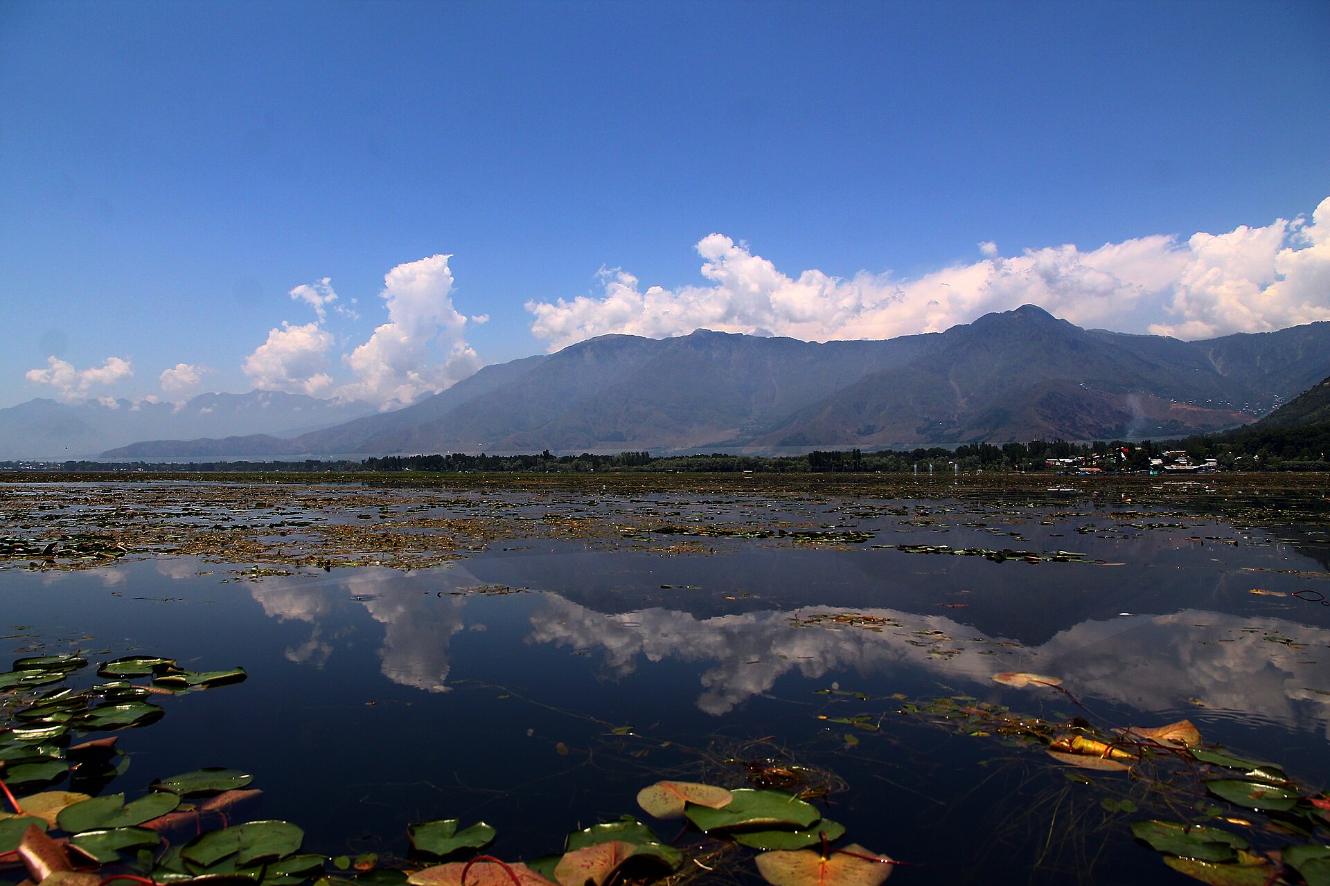 Flocks of migratory birds on the water surface